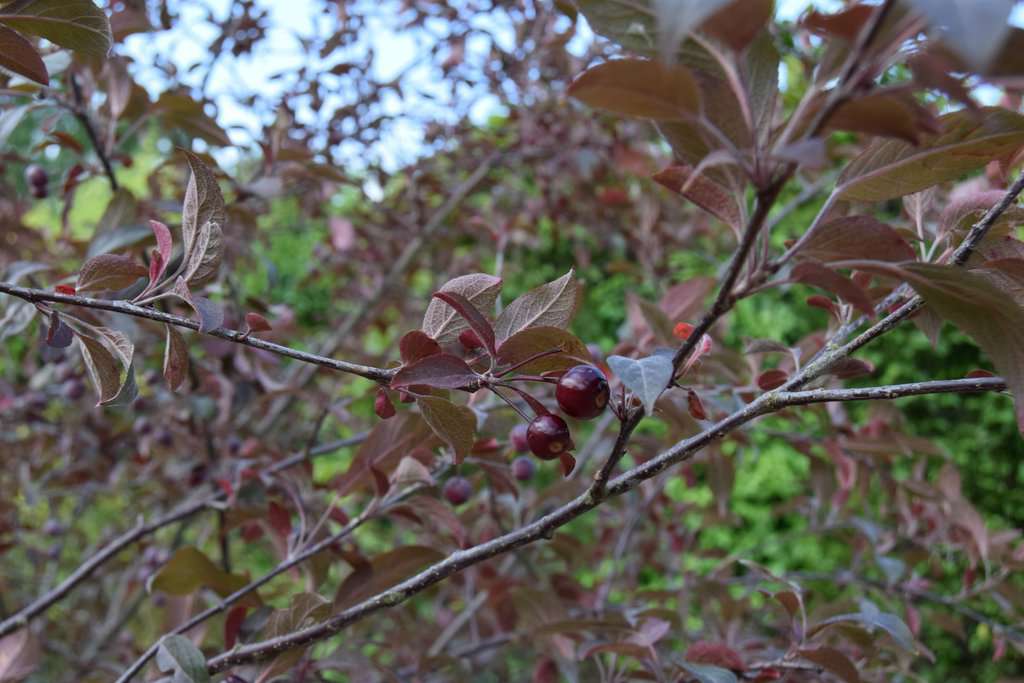 Malus x robusta 'Red Sentinel' 8-10 S
